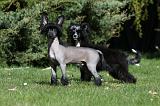 CHIEN NU CHINOIS 031